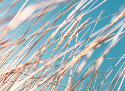 Reeds towards a blue sky.