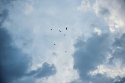 Birds flying in the sky.