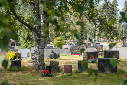 Hautausmaalla hautakiviä ja kukkia ja puita.