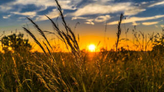 Auringonlasku pellon reunassa