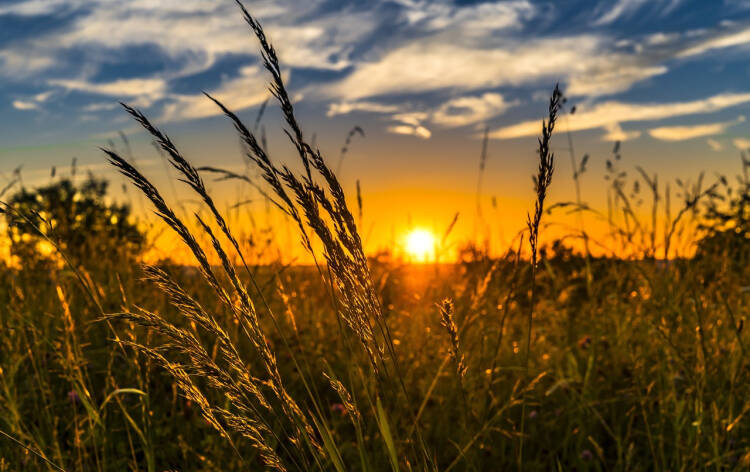 Auringonlasku pellon reunassa